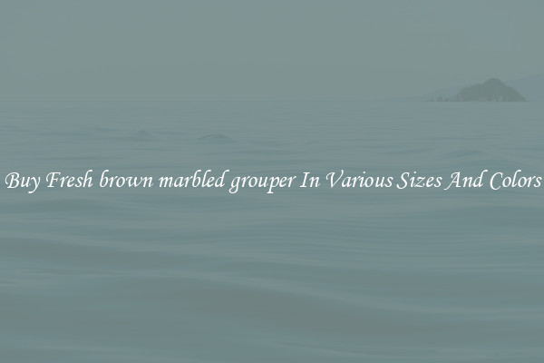 Buy Fresh brown marbled grouper In Various Sizes And Colors